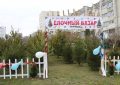 Где купить ёлку в Севастополе