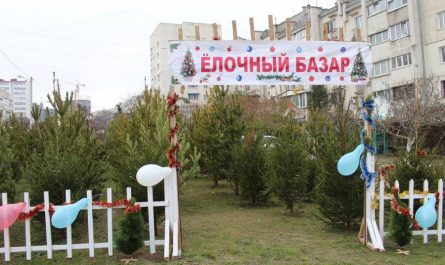 Где купить ёлку в Севастополе