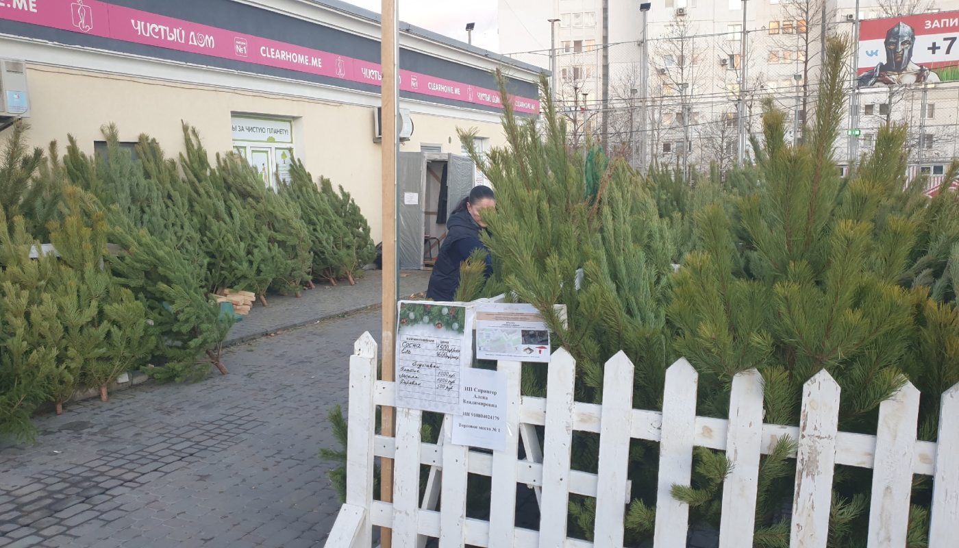 Елочные базары в Севастополе