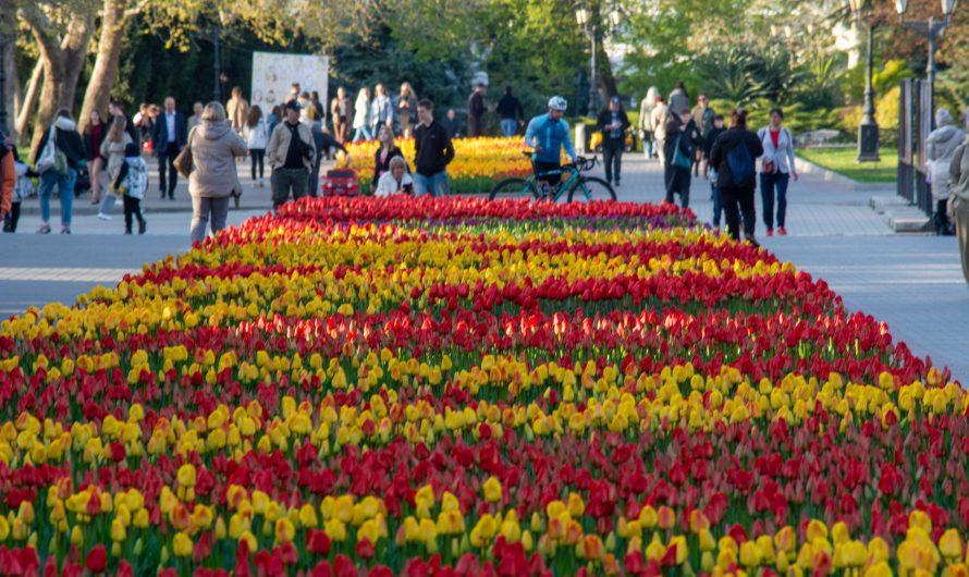 Парад тюльпанов в Севастополе: весеннее буйство красок