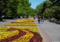 На Приморском бульваре высадили яркую композицию из бархатцев и бегоний
